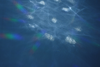 Kullanıcı avatarı